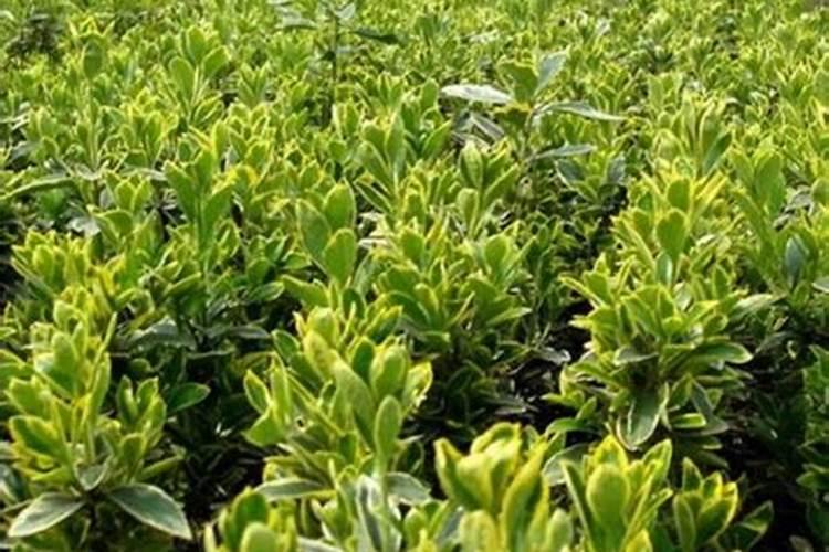 巧克力将涨价是怎么回事 可可供应量为什么减少了