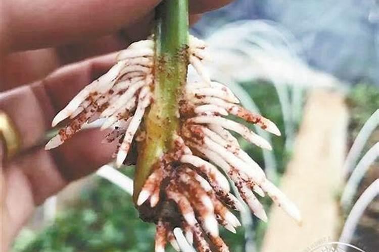 微量元素肥料有哪些 微量元素肥料有什么作用