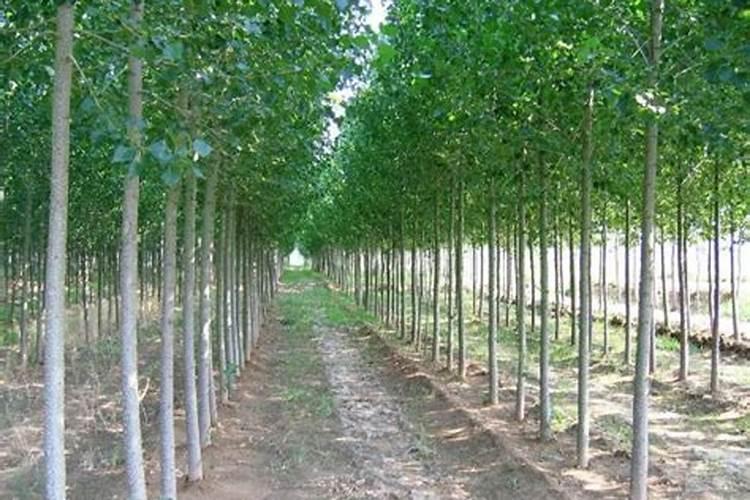 硼肥的10大禁忌