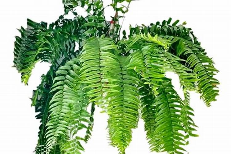 蕨类植物要怎样施肥？