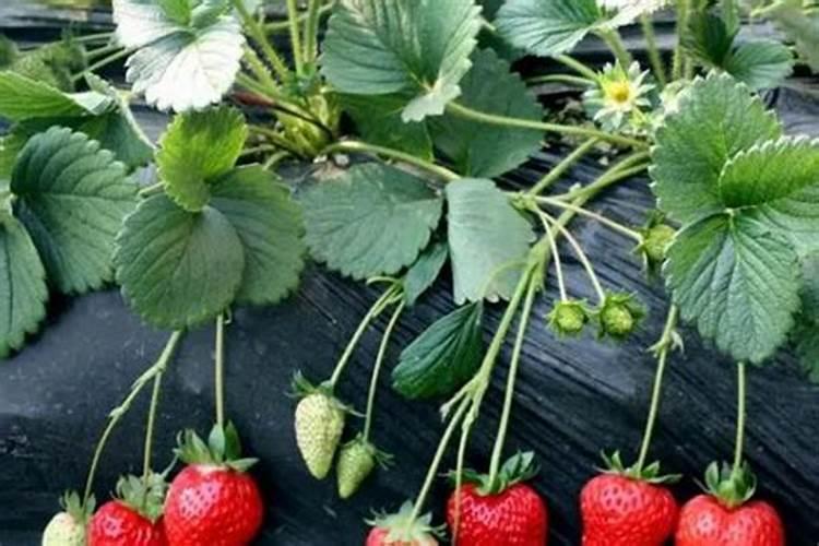 养牛牧草多少钱一吨从美国进口牧草到国内