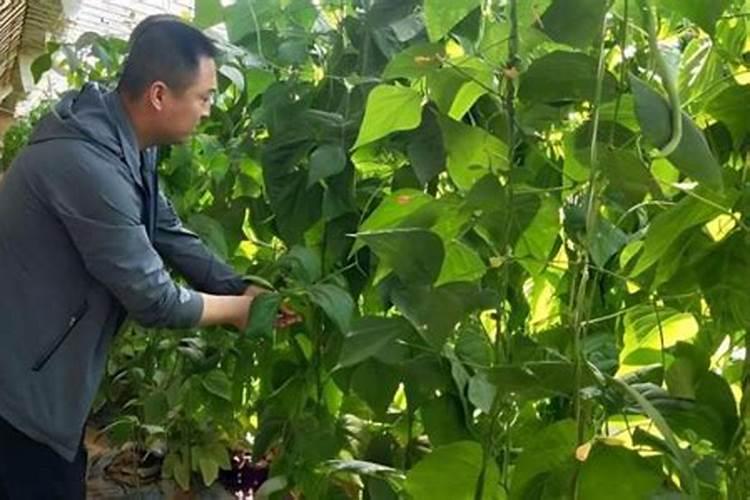 大豆追肥用什么肥料好