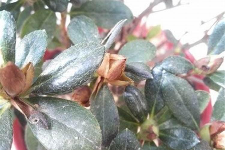 杜鹃花花蕾枯萎怎么办
