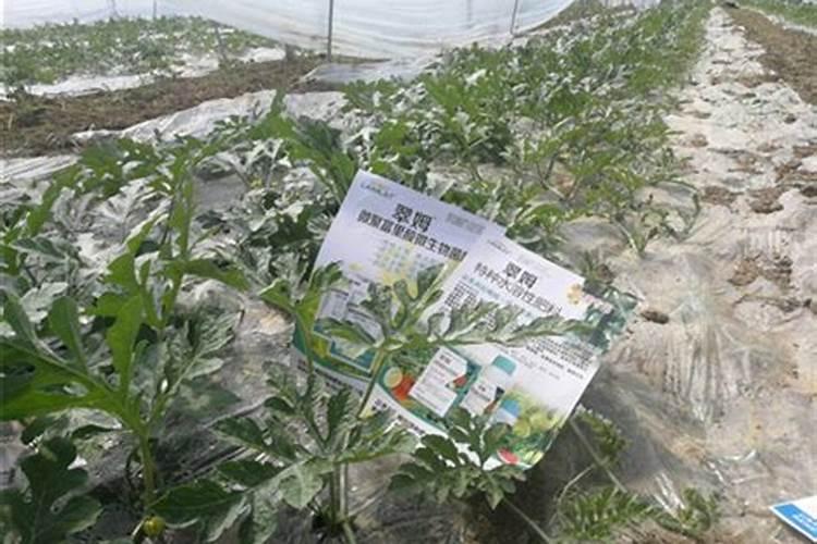 兰花种下多久施肥