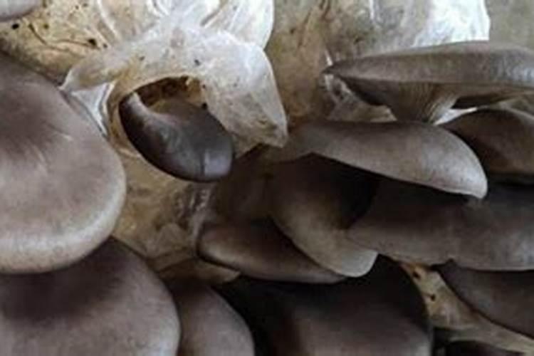 平菇熟料栽培配方