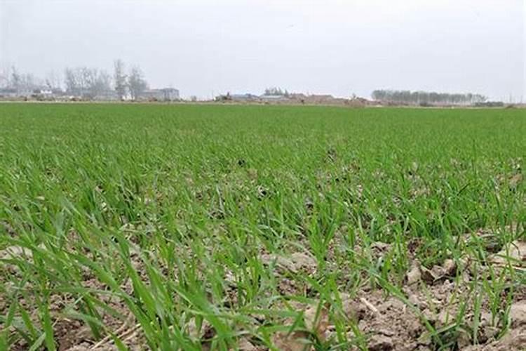 养山茶花施什么肥料最好、茶花施肥的正确方法