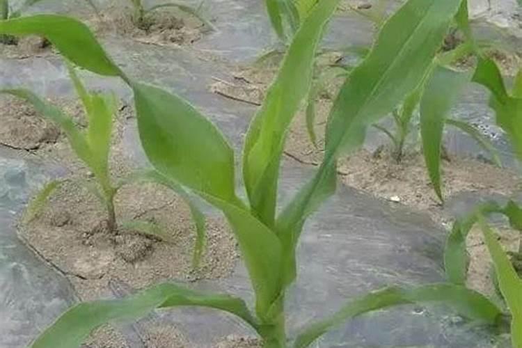 芸苔素内酯的3种误解、5大作用、5大经典复配方案!