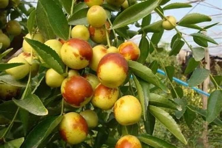 哪些食物含钾低？