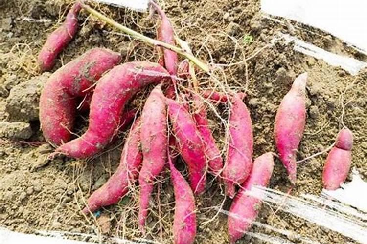 芸苔素飞防一亩用量