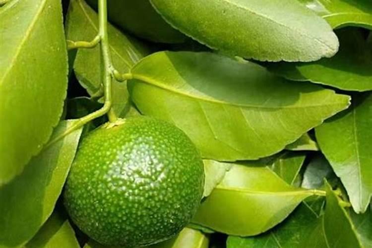 胺鲜酯和芸苔素的区别