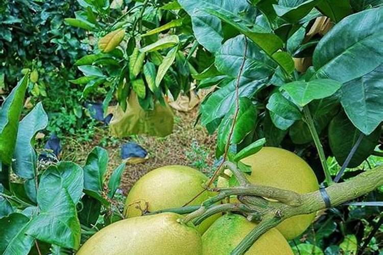 玉米和大豆怎么种 充分利用了光