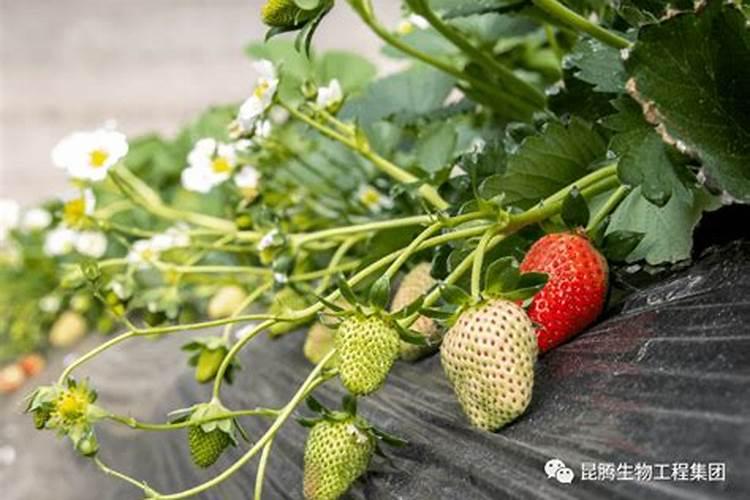 蔬菜使用除草剂,注意事项是什么？