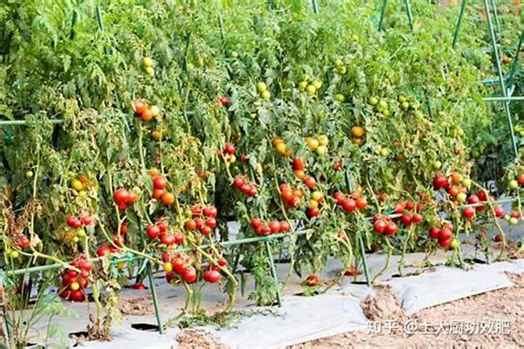 缺磷吃什么食物好