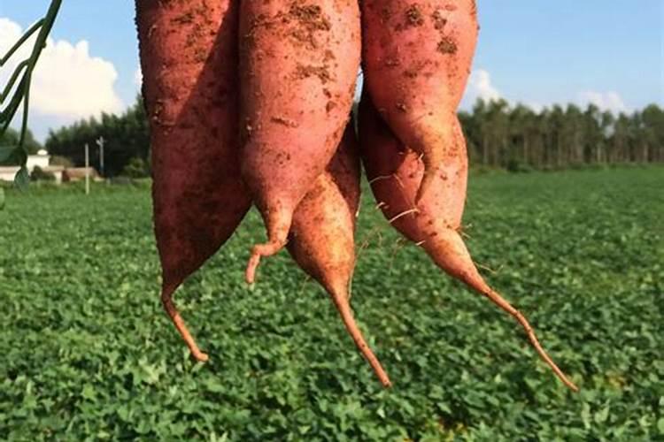 无核沃柑哪里的最好吃？