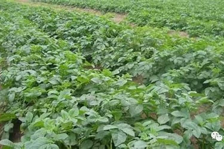 马铃薯肥料用量多少为宜 如何把握马铃薯肥料的用量
