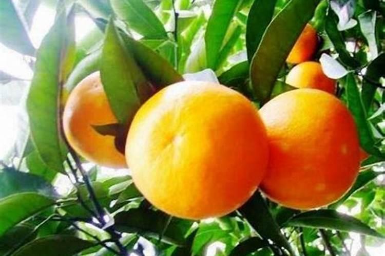 柑橘缺锌症状柑橘怎么补锌砂糖橘补锌肥用什