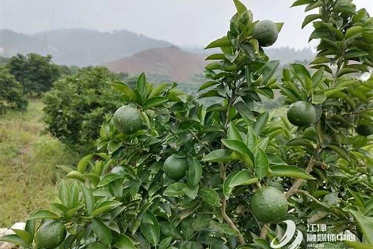 太子参价格多少钱一斤