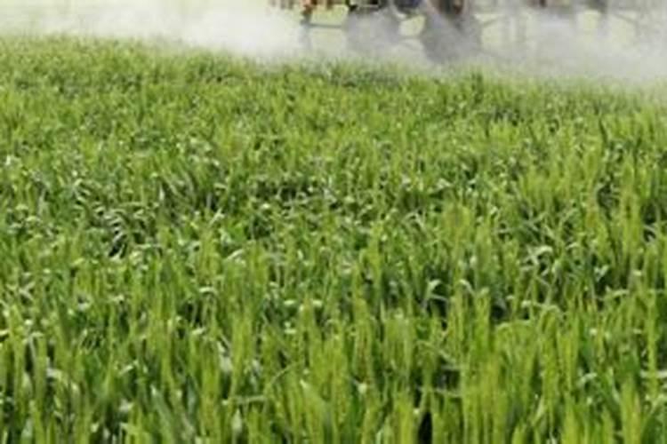 中药材植物白术的田间管理 怎么施肥好