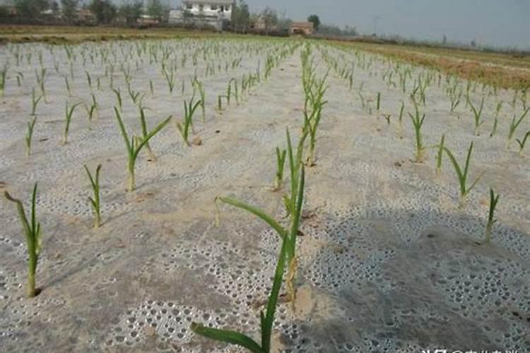 芒果施肥用什么肥料好呢