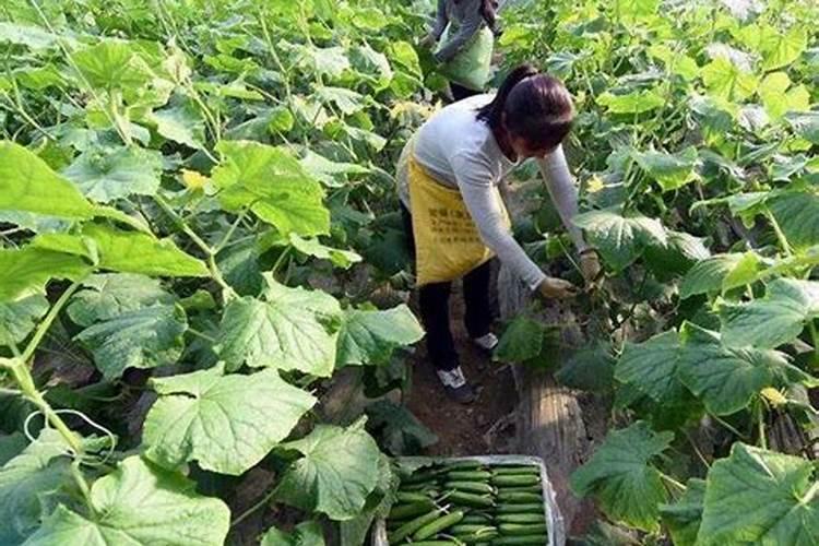 腐植酸有机肥可以替代化肥吗？