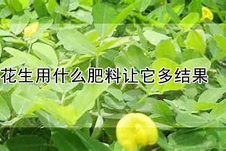 花生需要施什么肥结果多 施几次肥产量高