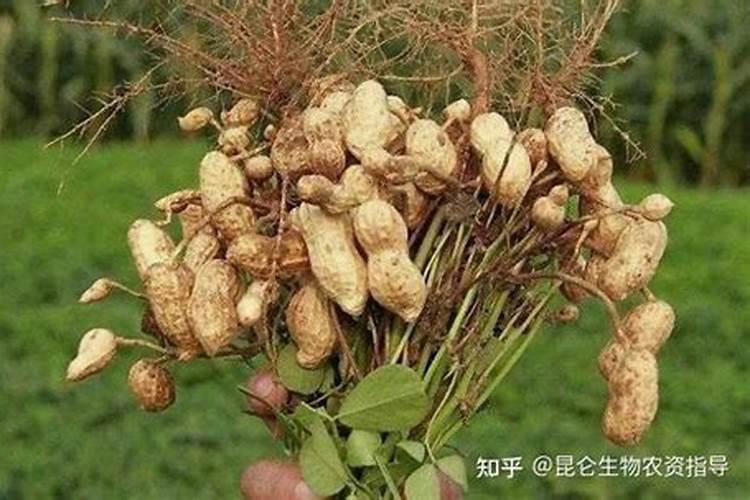 花生追施叶面肥好吗？叶面肥怎么用效果好？叶面肥多少钱一袋？