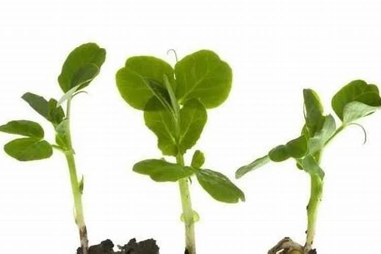 硅对植物生长的作用
