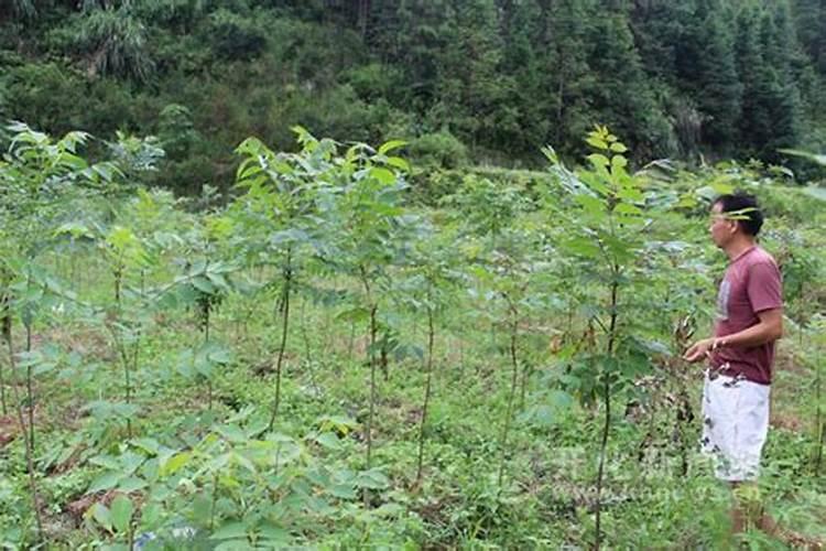 黄柏用什么肥料长得快