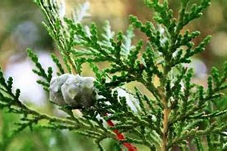 种植水稻,插秧后几天下肥比较好呢？用什么肥好？