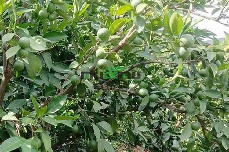 养花用什么肥料最好