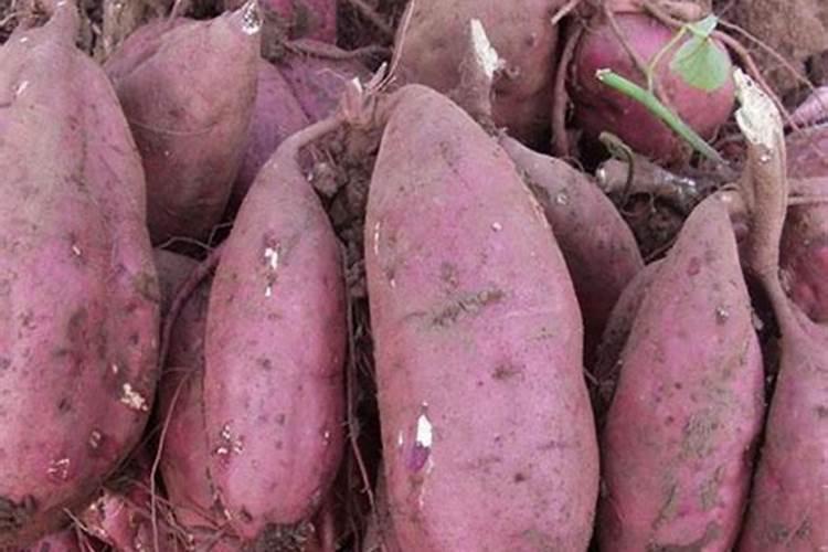 西兰苔开花需要什么肥料