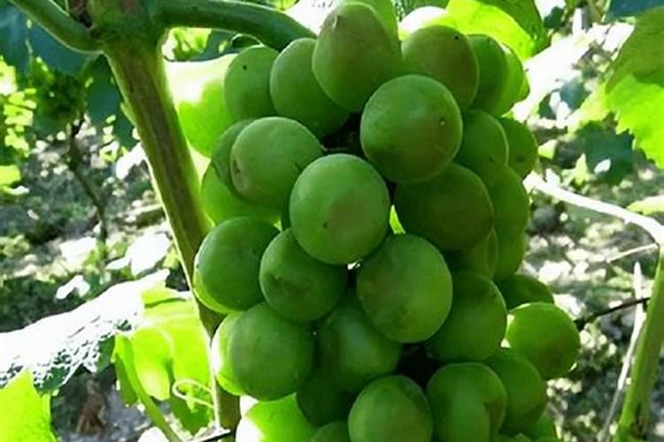 南瓜需要施什么肥料(一般种植南瓜什么时候施肥方法)