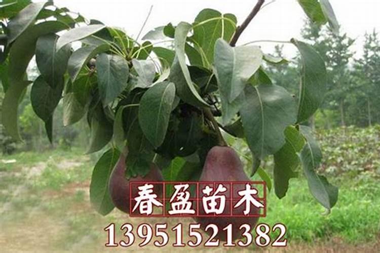 梨树什么时间施壮果肥 最佳时间是几月份
