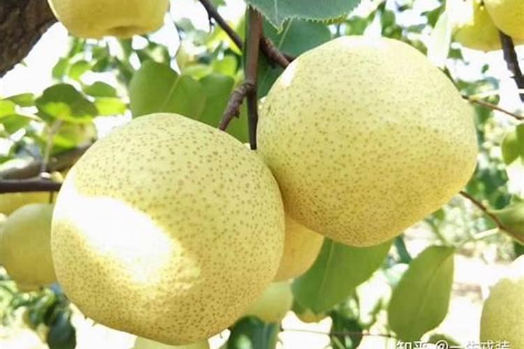 冲施肥八月能给梨冲吗