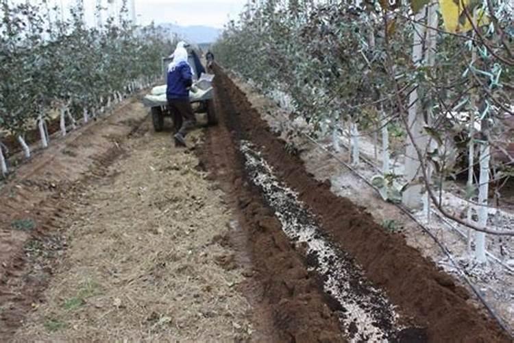 磷肥加水会怎么样