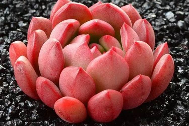 丝瓜种子催芽方法有哪些