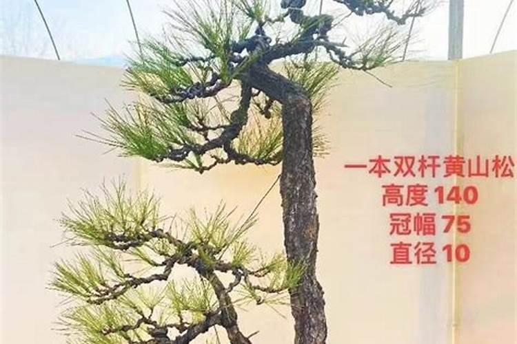 月季专用肥是什么肥料