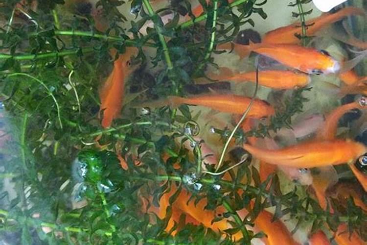 蜈蚣草水草怎么养