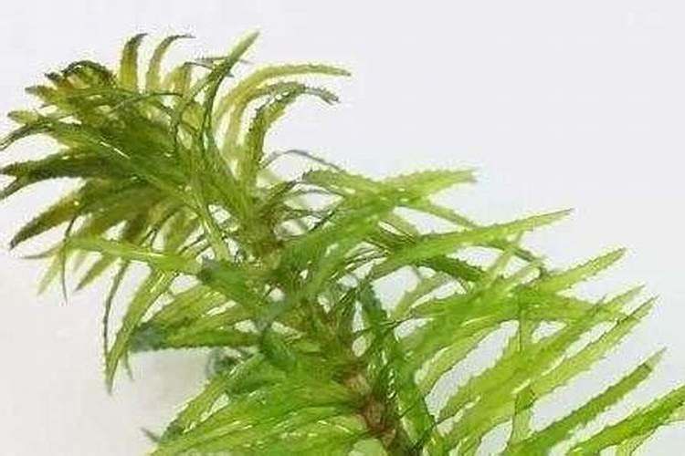 蜈蚣草水草怎么养
