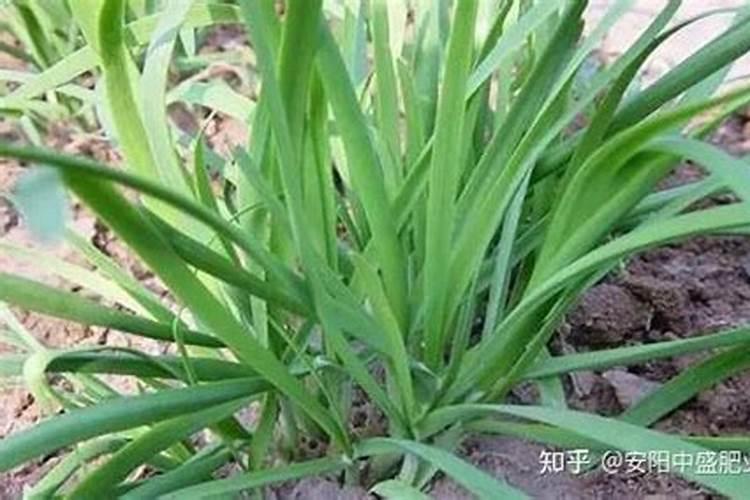 硫酸铵的作用是什么？