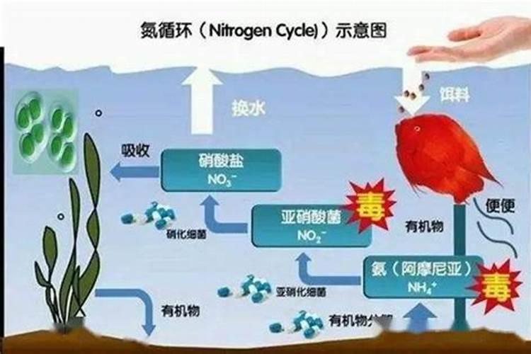 新挖的鱼塘水浑浊施什么牌子的有机肥料？