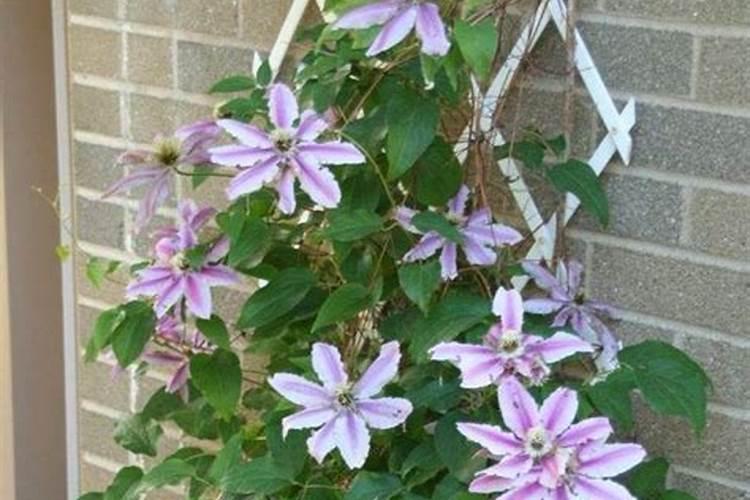 柑橘什么时候施肥