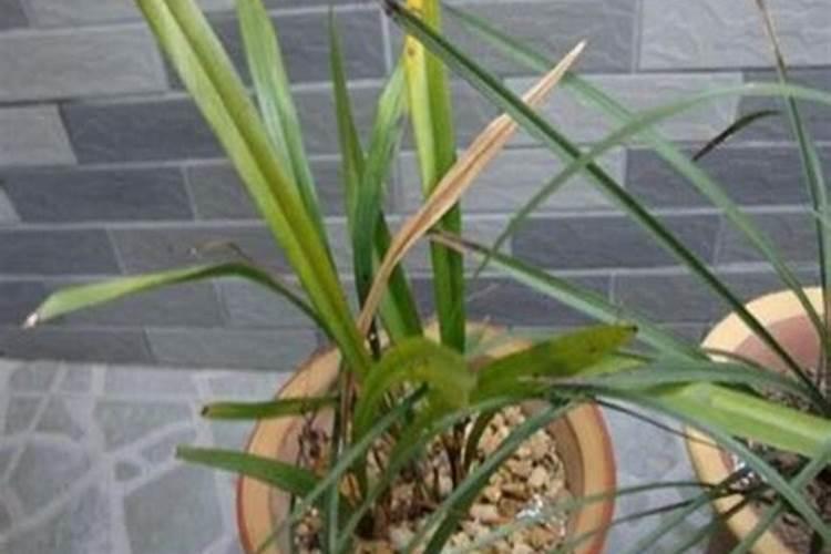 下雨时矿源黄腐酸钾可以直接撒施吗1？