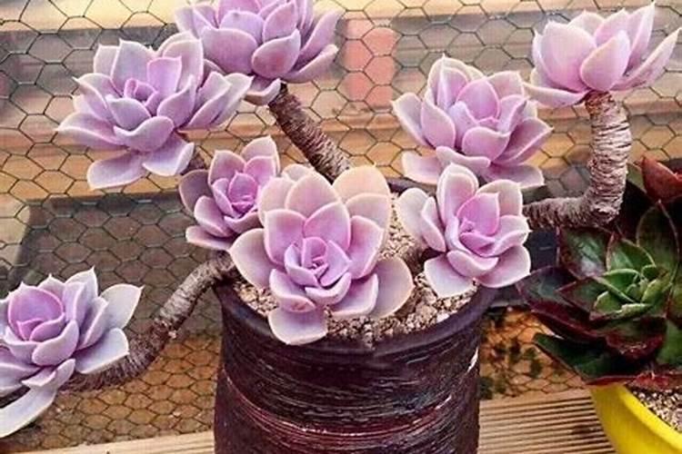 史丹利苗立旺能代替尿素吗