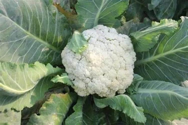 花菜怎样施肥长得好？种花菜用什么肥料能高产？