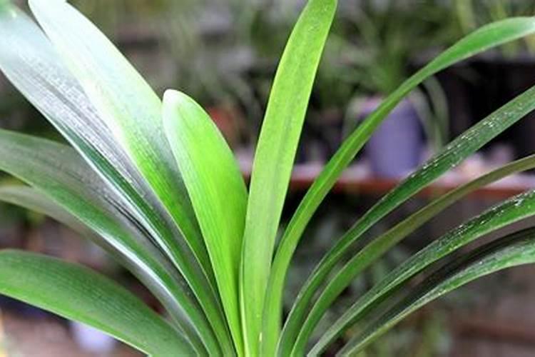 君子兰用什么肥料