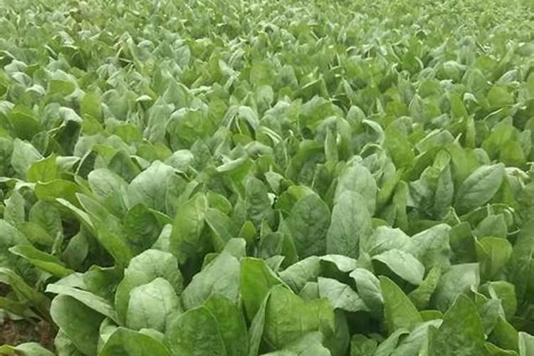 海藻碳酶有机肥可以溶解后浇灌蔬菜吗？