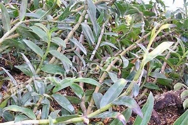 盆栽石斛兰花的叶面肥用那种好