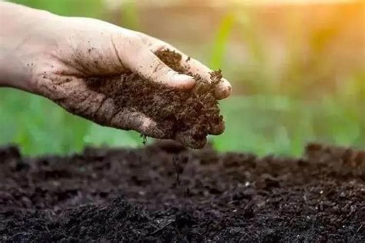 打过除草剂一天可以打芸苔素吗