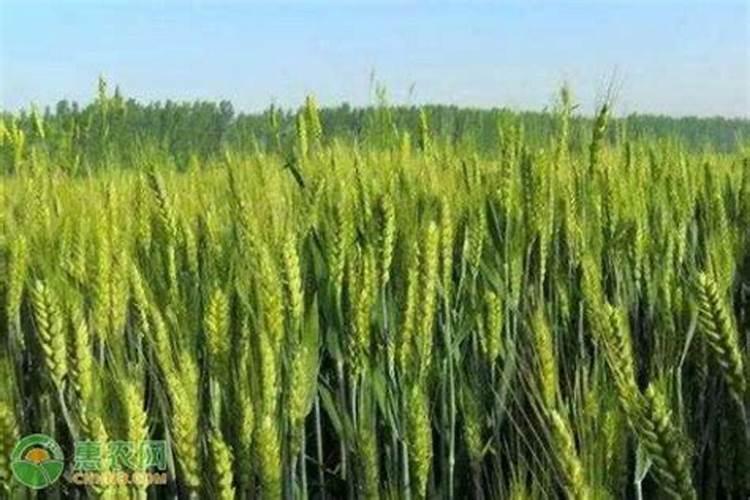 如何给小麦施钾肥？